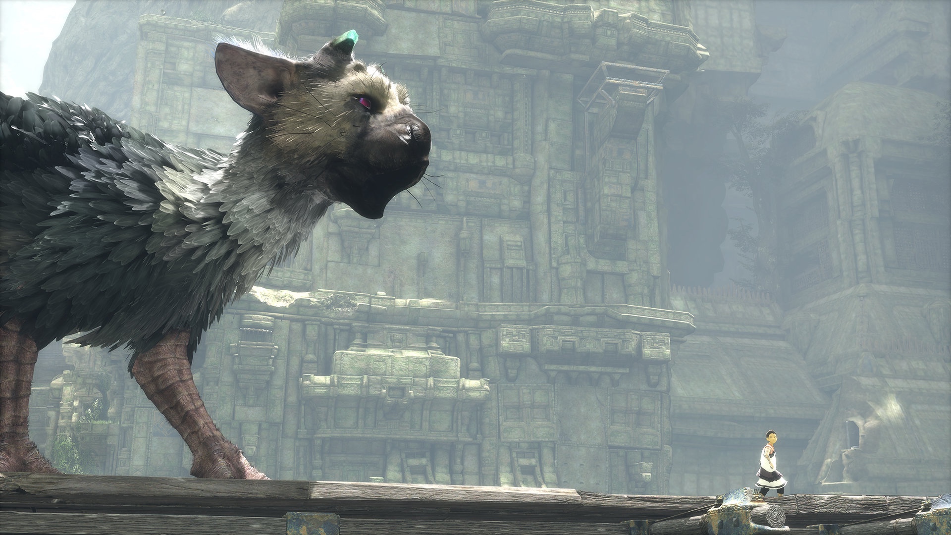 trico_following_boy.jpg